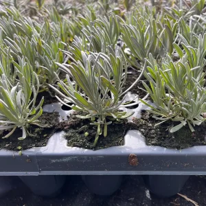 Phenomenal Lavender Live Plant – Aromatic Herb – Hardy Zones 5-9 – Starter Plug - Image 4