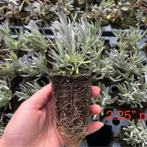 Phenomenal Lavender Live Plant – Aromatic Herb – Hardy Zones 5-9 – Starter Plug - Image 5