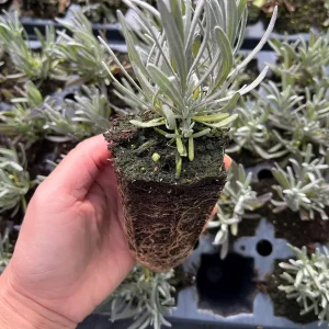 Phenomenal Lavender Live Plant – Aromatic Herb – Hardy Zones 5-9 – Starter Plug - Image 6