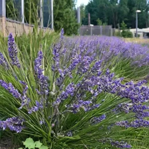 Phenomenal Lavender Live Plant - Lavandula x intermedia - 4 inch Pot - Image 2