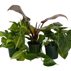 Philodendron Assortment Live Plants - 3 Pack in 4 inch Pots - Tropical Indoor Houseplants - Image 1