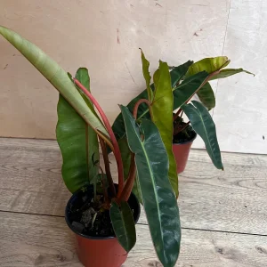 Philodendron Billietiae Live Plant – 4 inch Pot – Indoor Aroid Vine - Image 2