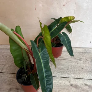 Philodendron Billietiae Live Plant – 4 inch Pot – Indoor Aroid Vine - Image 7