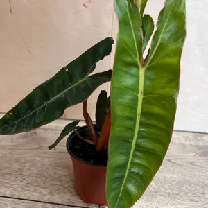 Philodendron Billietiae Live Plant – 4 inch Pot – Indoor Aroid Vine - Image 8