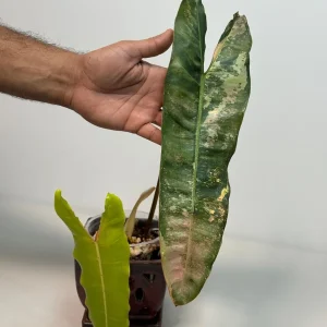 Philodendron Billietiae Variegated Live Plant - Large Leaves, Rare Indoor Aroid - Image 3