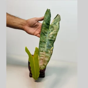 Philodendron Billietiae Variegated Live Plant - Large Leaves, Rare Indoor Aroid - Image 1