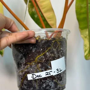 Philodendron Billietiae Variegated Live Plant – Rare Aroid Houseplant – Large Leaves - Image 10