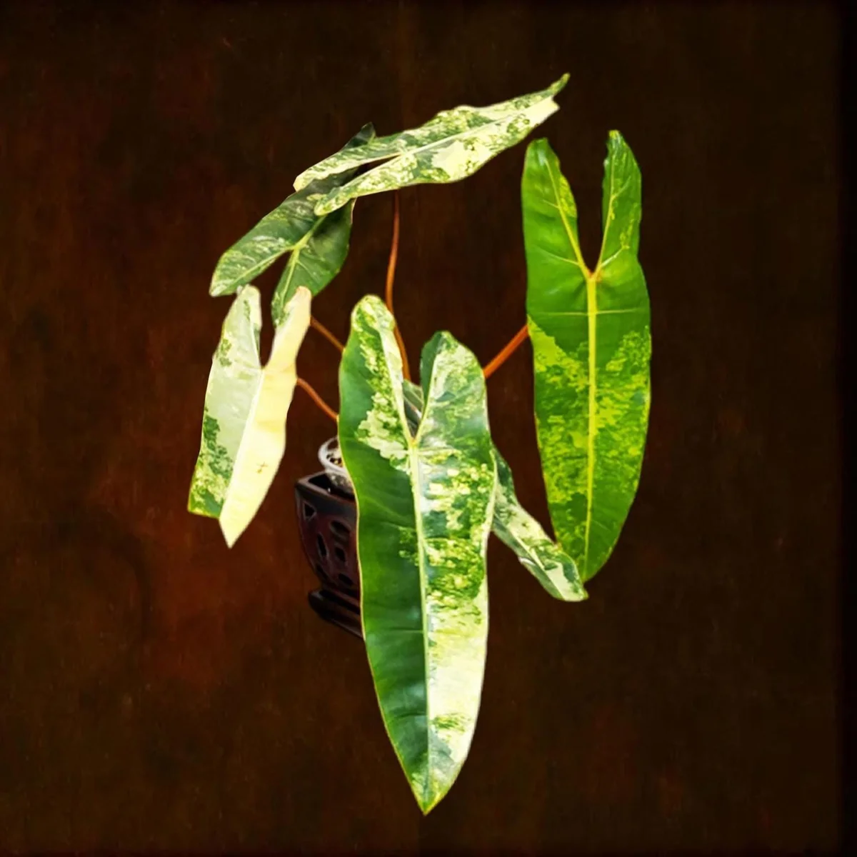 Philodendron Billietiae Variegated Live Plant - Rare Aroid Houseplant - Large Glossy Leaves - Collector Plant - Image 1