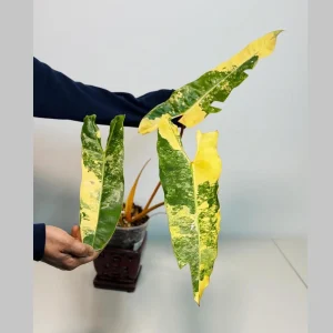 Philodendron Billietiae Variegated Live Plant – Rare Aroid Houseplant – Large Leaves – Collector Plant - Image 1