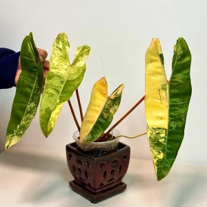 Philodendron Billietiae Variegated Live Plant – Rare Aroid Houseplant – Large Leaves - Image 2