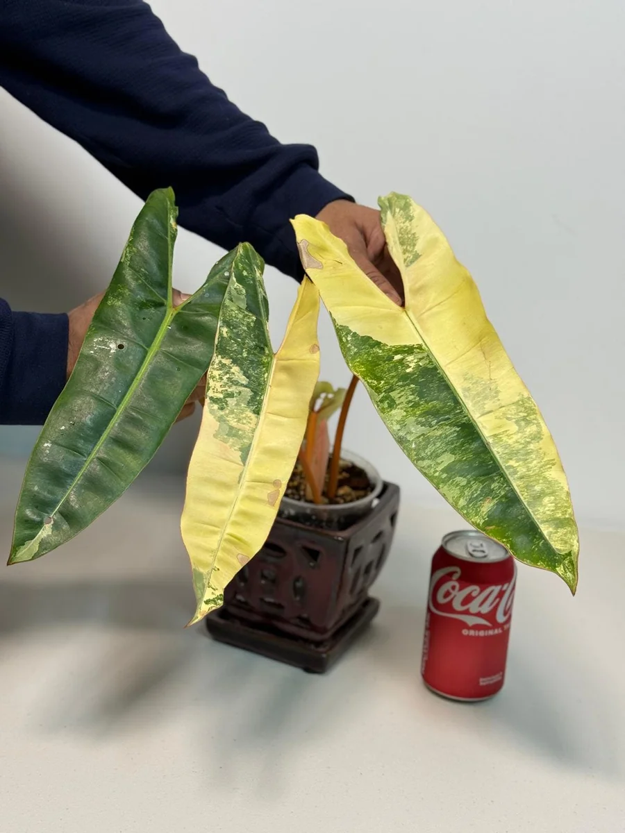 Philodendron Billietiae Variegated Live Plant – Rare Aroid Houseplant – Collector Plant - Image 2