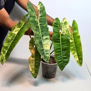 Philodendron Billietiae Variegated Live Plant - Rare Indoor Aroid Collector Plant - Image 2