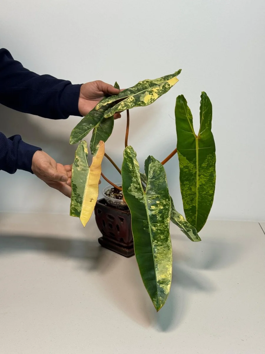 Philodendron Billietiae Variegated Live Plant - Rare Aroid Houseplant - Large Glossy Leaves - Collector Plant - Image 2
