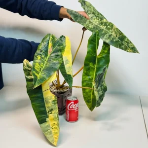 Philodendron Billietiae Variegated Live Plant - Rare Aroid Houseplant - Large Glossy Leaves - Image 2