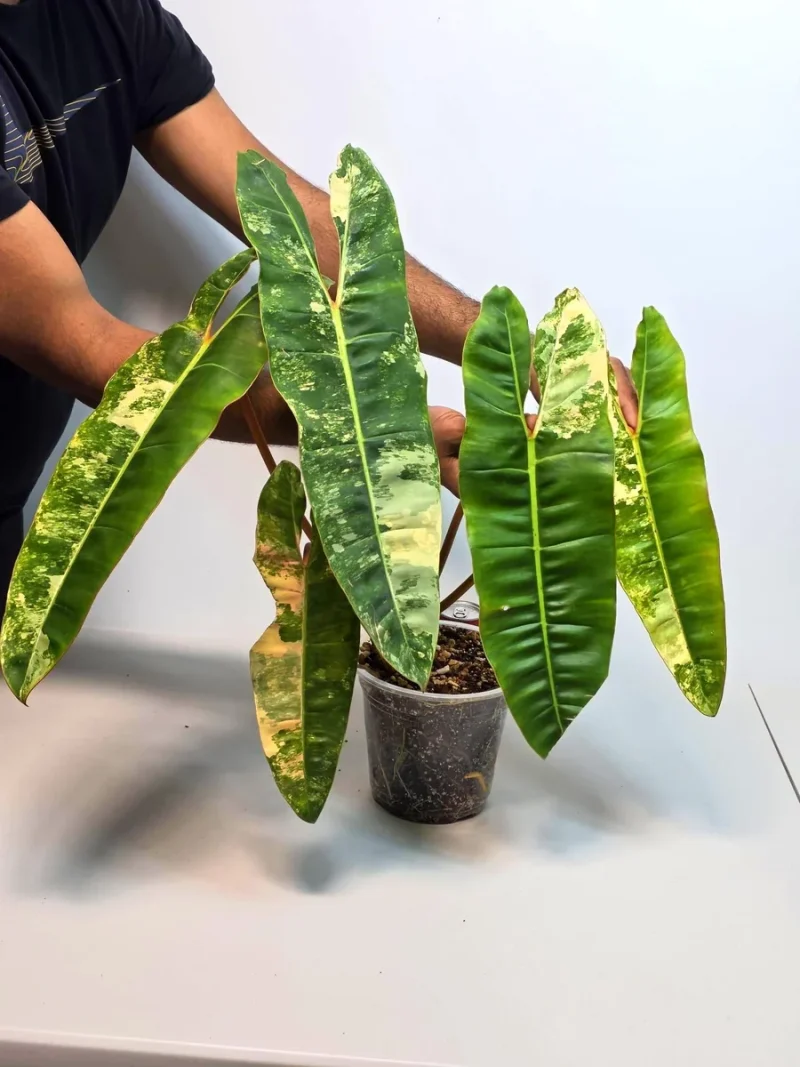 Philodendron Billietiae Variegated Live Plant - Rare Aroid