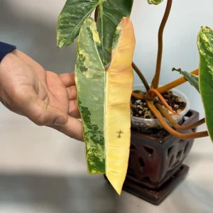 Philodendron Billietiae Variegated Live Plant – Rare Aroid Houseplant – Large Leaves – Indoor Collector Plant - Image 3