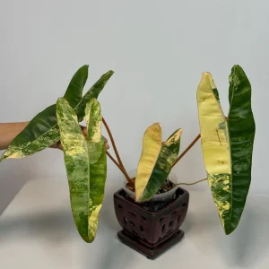 Philodendron Billietiae Variegated Live Plant – Rare Aroid Houseplant – Large Leaves - Image 3