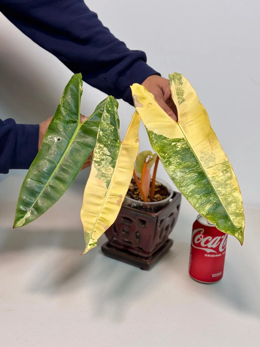 Philodendron Billietiae Variegated Live Plant – Rare Aroid Houseplant – Collector Plant - Image 3