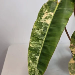Philodendron Billietiae Variegated Live Plant - Rare Indoor Aroid Collector Plant - Image 3