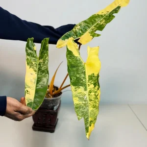Philodendron Billietiae Variegated Live Plant – Rare Aroid Houseplant – Large Leaves – Indoor Collector Plant - Image 3