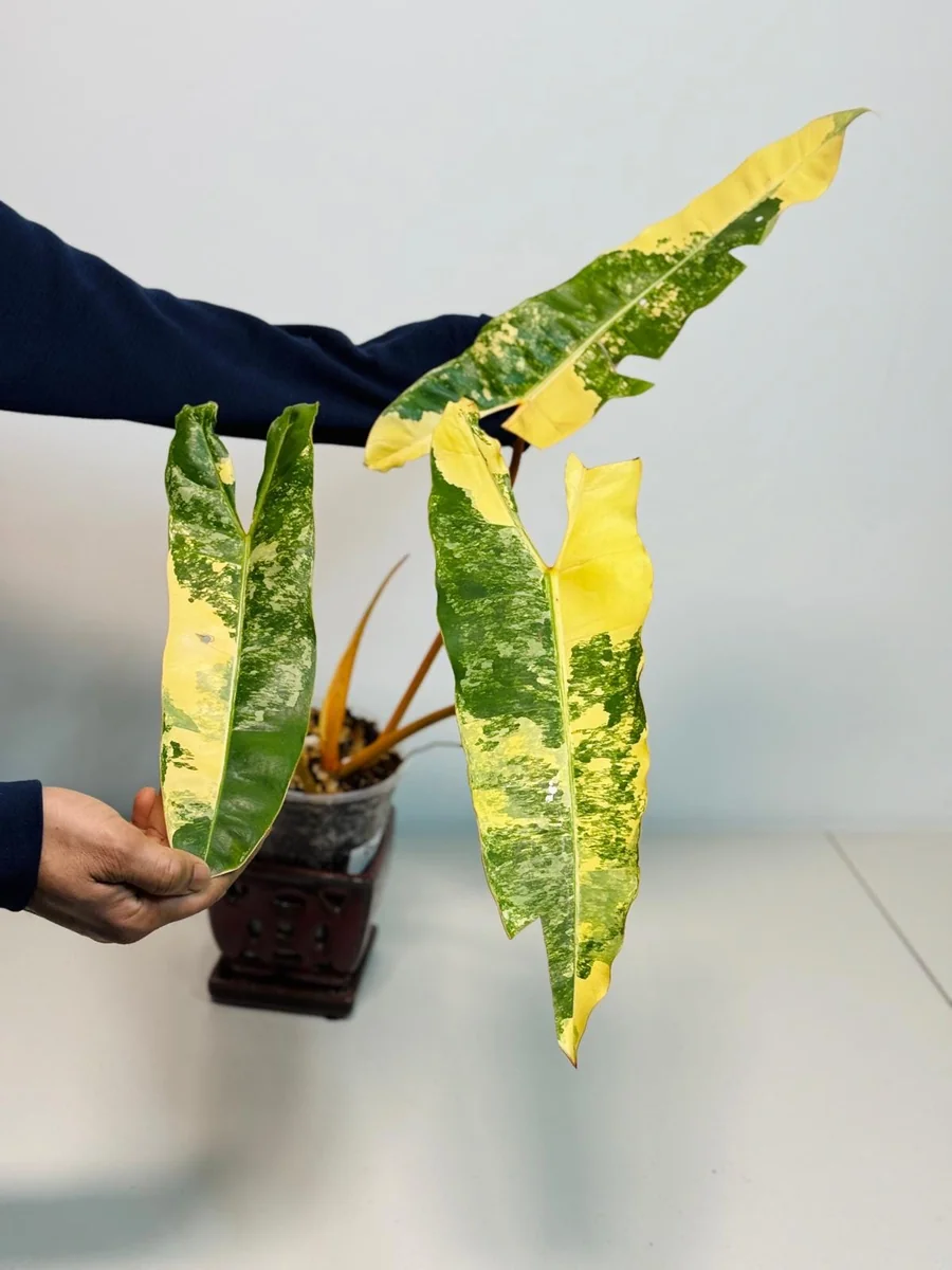 Philodendron Billietiae Variegated Live Plant – Rare Aroid Houseplant – Large Leaves – Indoor Collector Plant - Image 3