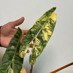 Philodendron Billietiae Variegated Live Plant - Rare Aroid Houseplant - Large Glossy Leaves - Collector Plant - Image 3