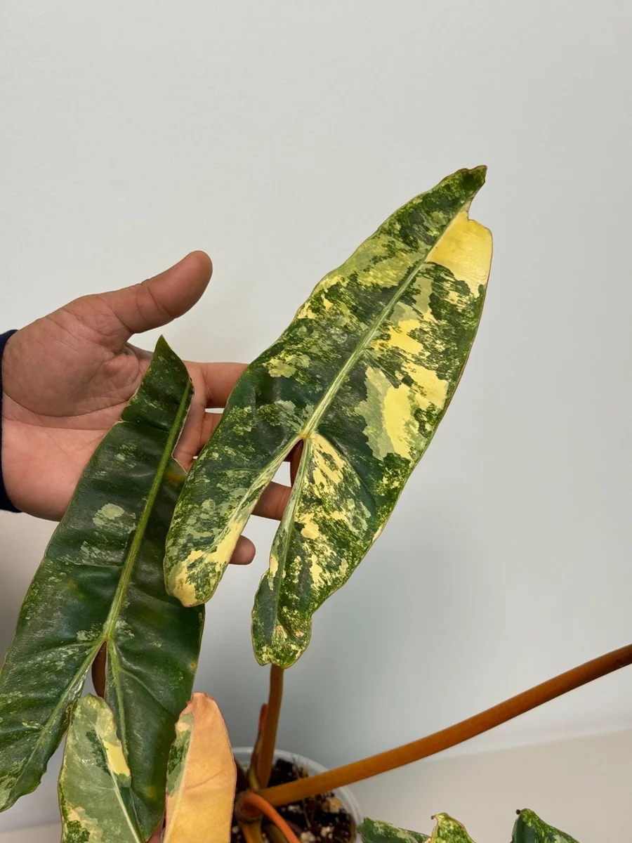Philodendron Billietiae Variegated Live Plant - Rare Aroid Houseplant - Large Glossy Leaves - Collector Plant - Image 3