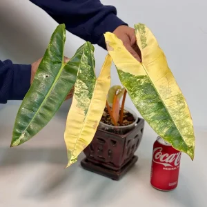 Philodendron Billietiae Variegated Live Plant – Rare Aroid – Potted Houseplant – Collector's Item - Image 3