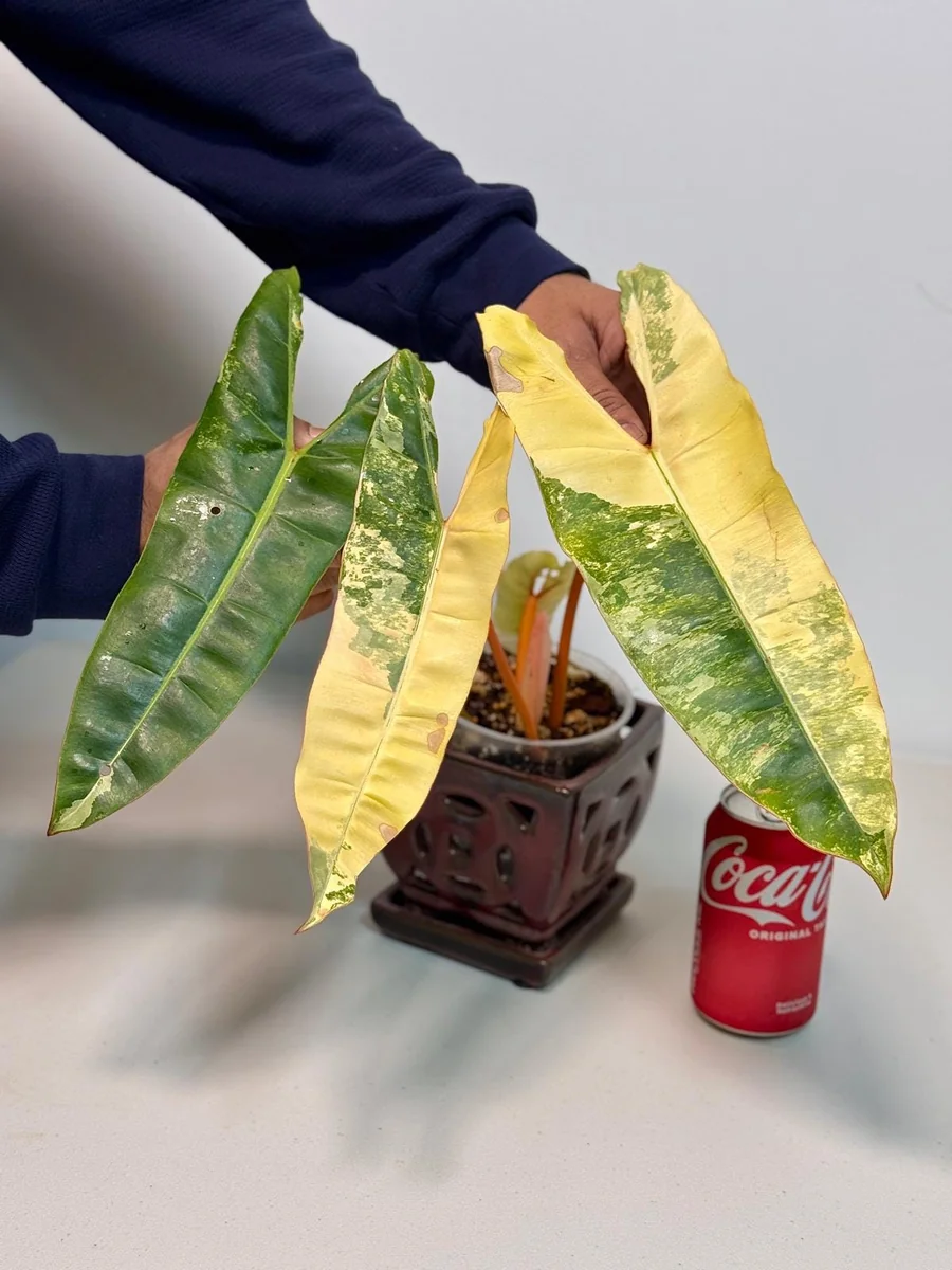 Philodendron Billietiae Variegated Live Plant – Rare Aroid – Potted Houseplant – Collector's Item - Image 3