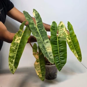 Philodendron Billietiae Variegated Live Plant - Rare Indoor Aroid Collector Plant - Image 1