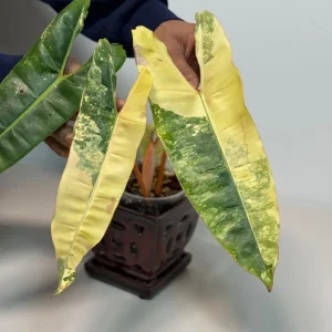 Philodendron Billietiae Variegated Live Plant - Rare Aroid Houseplant - Collector Plant - Image 4