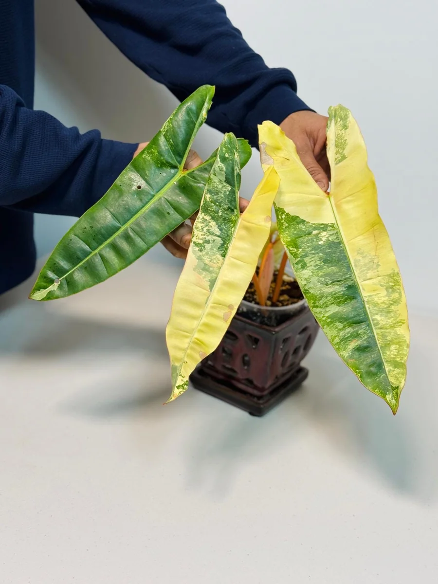 Philodendron Billietiae Variegated Live Plant – Rare Aroid Houseplant – Collector Plant - Image 4