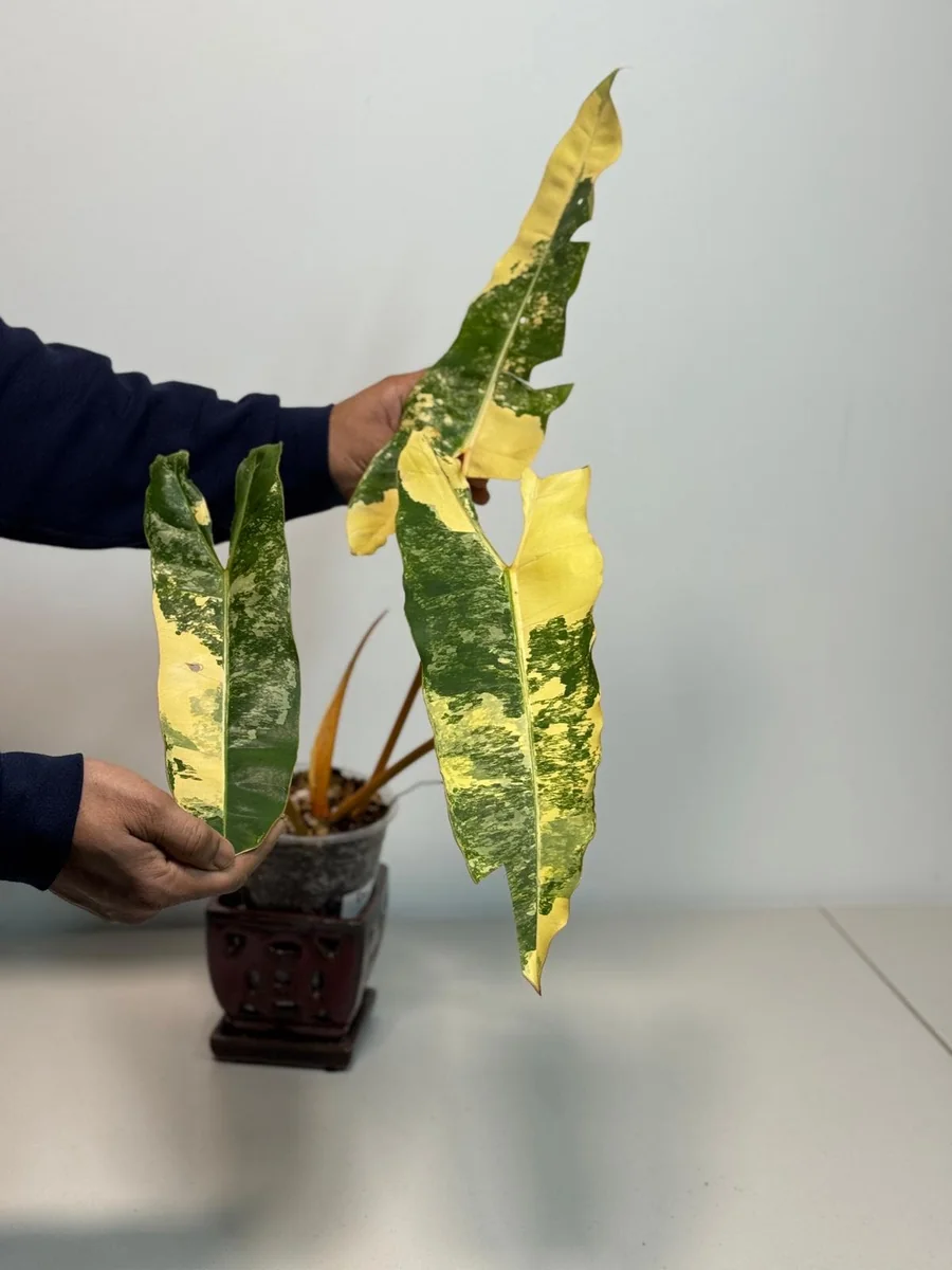 Philodendron Billietiae Variegated Live Plant – Rare Aroid Houseplant – Large Leaves – Indoor Collector Plant - Image 4
