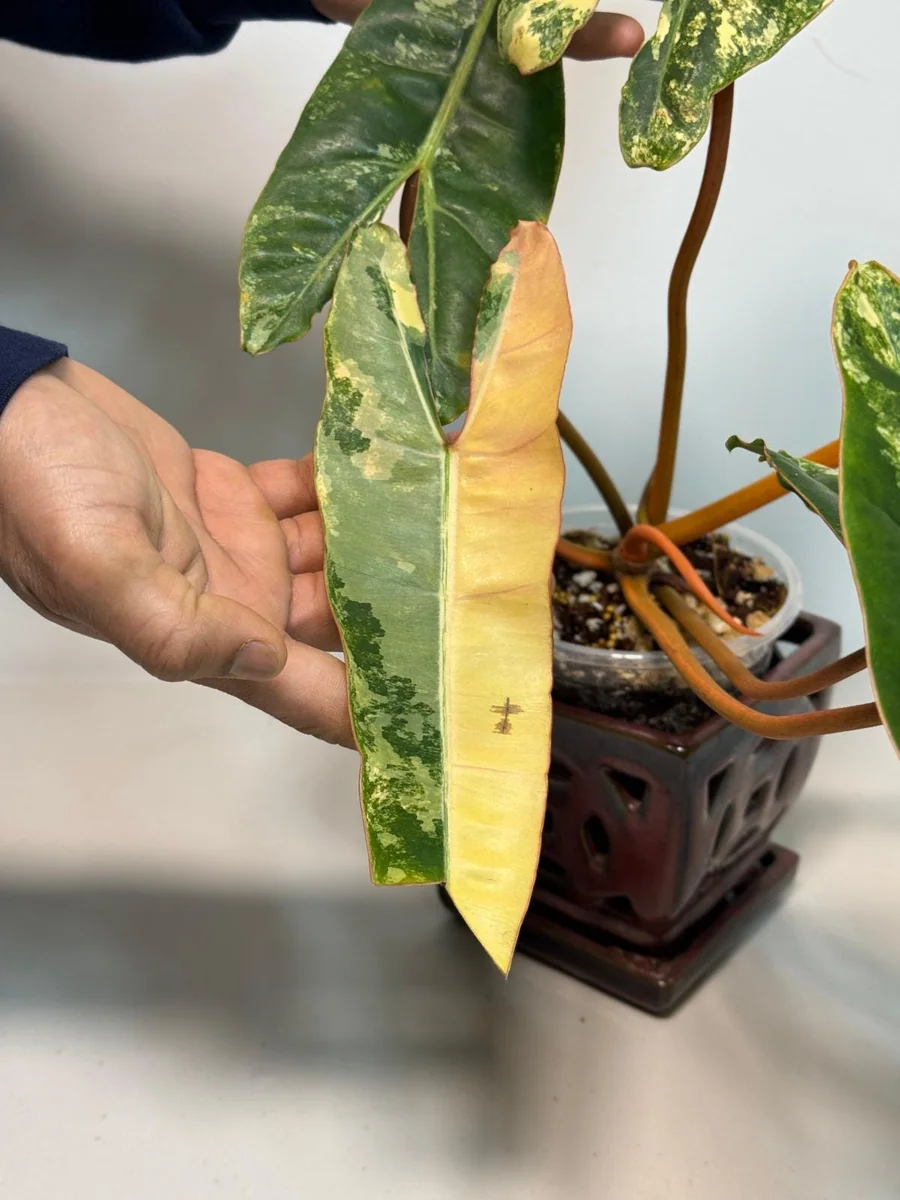 Philodendron Billietiae Variegated Live Plant - Rare Aroid Houseplant - Large Glossy Leaves - Collector Plant - Image 4
