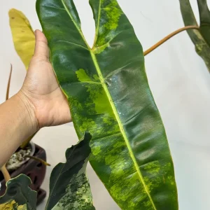 Philodendron Billietiae Variegated Live Plant - Rare Aroid Houseplant - Large Glossy Leaves - Image 4