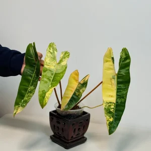 Philodendron Billietiae Variegated Live Plant – Rare Aroid Houseplant – Large Leaves - Image 5