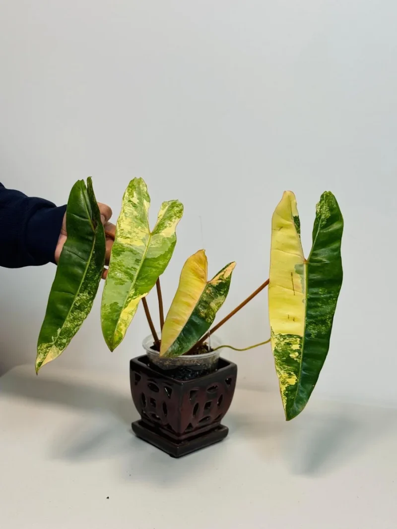 Philodendron Billietiae Variegated Live Plant - Rare Aroid