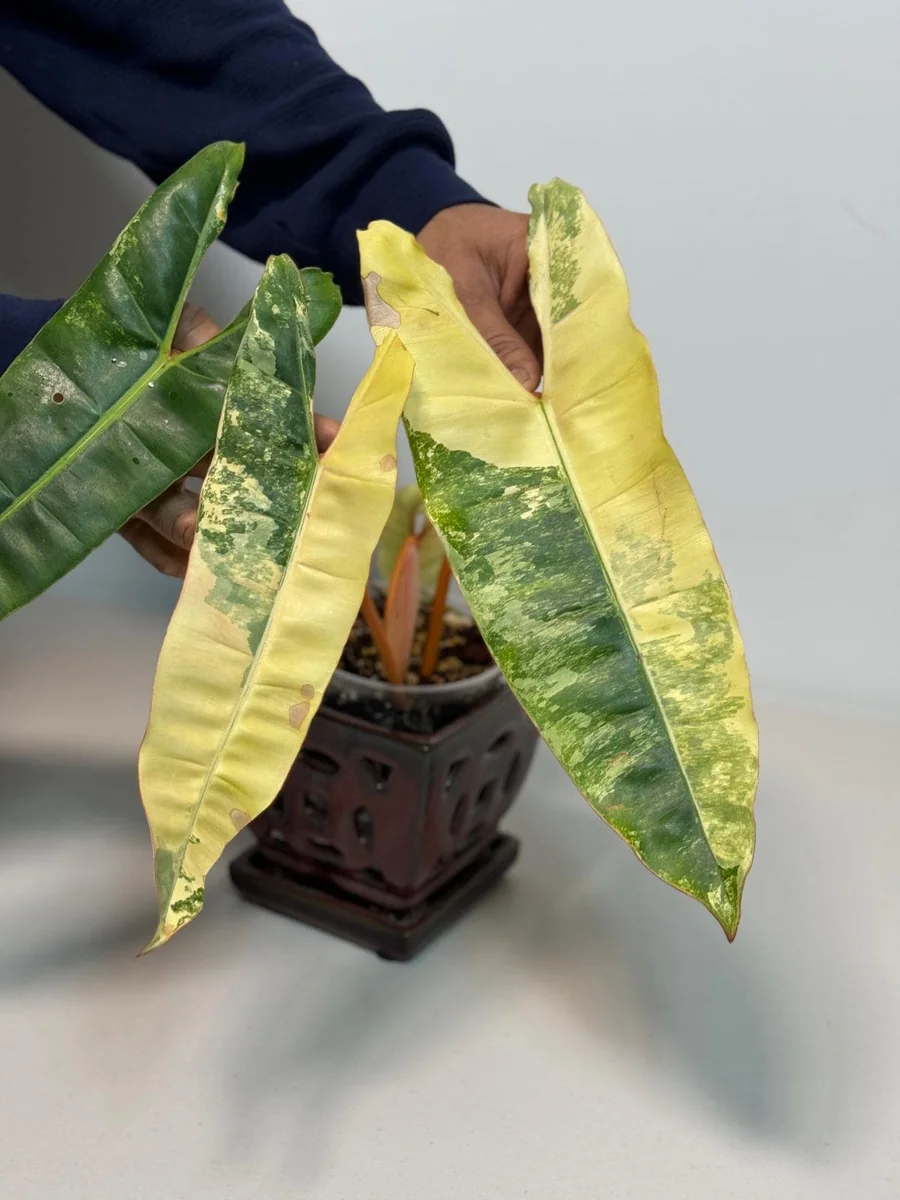 Philodendron Billietiae Variegated Live Plant – Rare Aroid Houseplant – Collector Plant - Image 5
