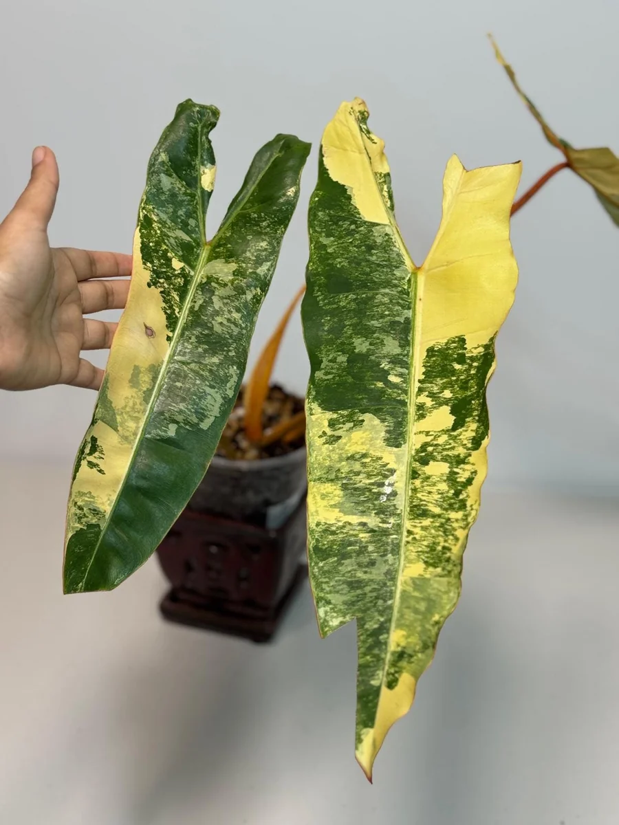Philodendron Billietiae Variegated Live Plant – Rare Aroid Houseplant – Large Leaves – Indoor Collector Plant - Image 5