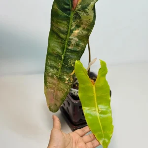 Philodendron Billietiae Variegated Live Plant - Rare Aroid - Large Leaves - Image 5