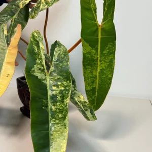 Philodendron Billietiae Variegated Live Plant - Rare Aroid Houseplant - Large Glossy Leaves - Collector Plant - Image 5