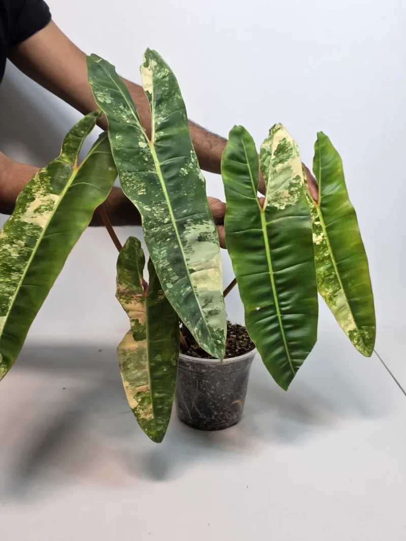 Philodendron Billietiae Variegated Live Plant - Rare Aroid