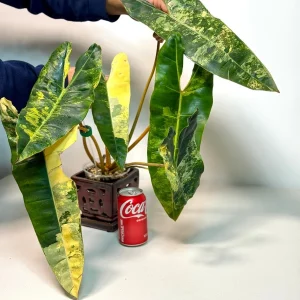 Philodendron Billietiae Variegated Live Plant – Rare Aroid Houseplant – Collector Tropical Foliage - Image 5