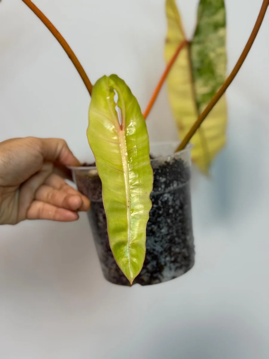 Philodendron Billietiae Variegated Live Plant – Rare Aroid Houseplant – Collector Plant - Image 6