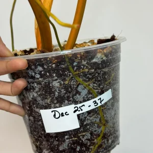 Philodendron Billietiae Variegated Live Plant – Rare Aroid Houseplant – Large Leaves – Indoor Collector Plant - Image 6