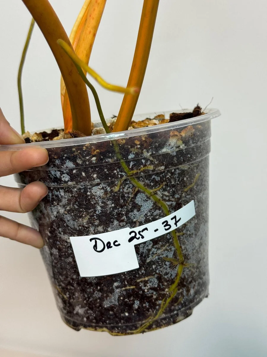 Philodendron Billietiae Variegated Live Plant – Rare Aroid Houseplant – Large Leaves – Indoor Collector Plant - Image 6