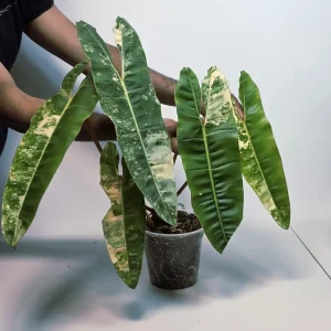 Philodendron Billietiae Variegated Live Plant - Rare Indoor Aroid Collector Plant - Image 6