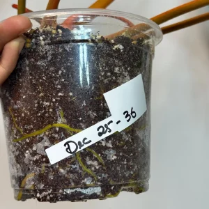 Philodendron Billietiae Variegated Live Plant - Rare Aroid Houseplant - Large Glossy Leaves - Collector Plant - Image 6