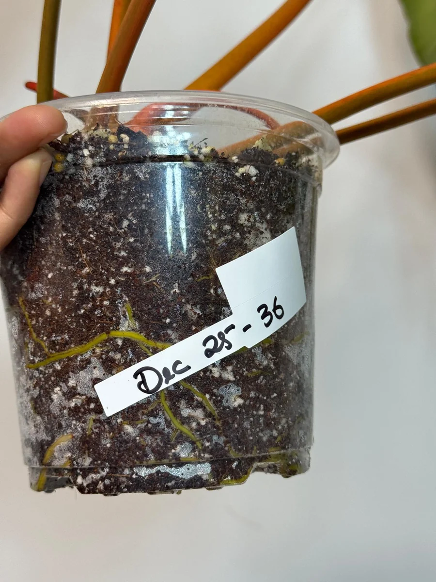 Philodendron Billietiae Variegated Live Plant - Rare Aroid Houseplant - Large Glossy Leaves - Collector Plant - Image 6