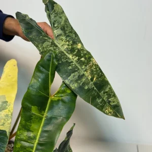 Philodendron Billietiae Variegated Live Plant – Rare Aroid Houseplant – Large Leaves – Collector Plant - Image 6